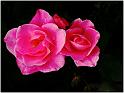 Three Pretty in Pink Roses-1